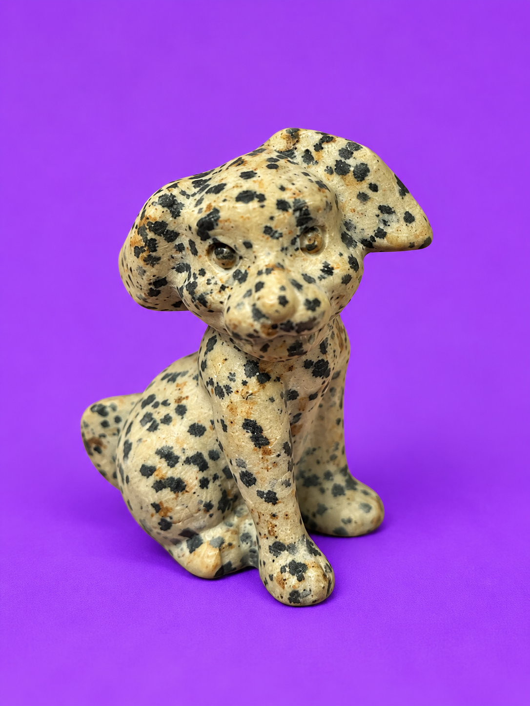Dalmatian Jasper Dog's